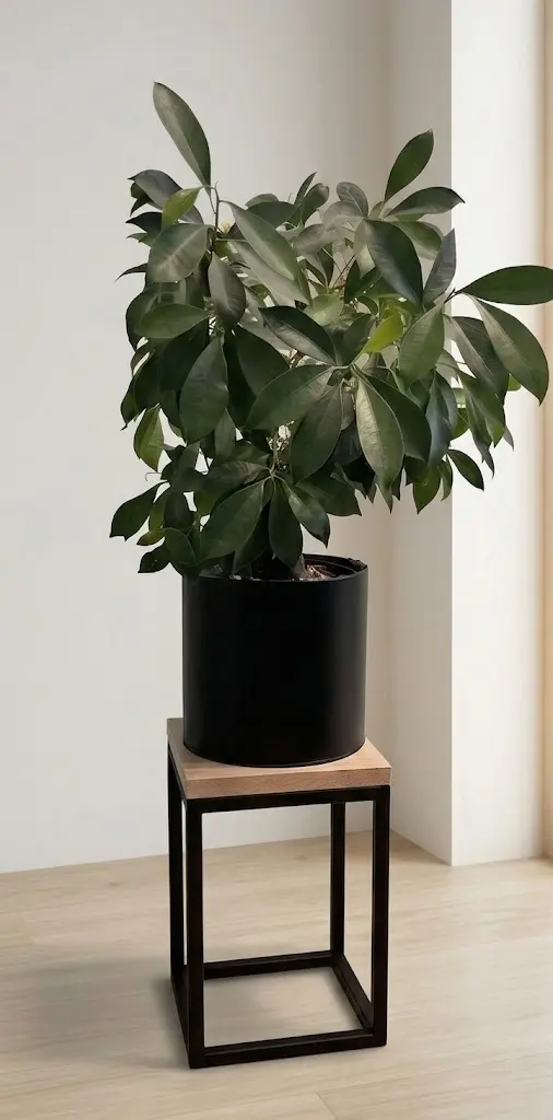 Slim Frame S z rośliną